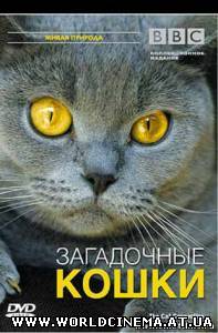 BBC. Загадочные кошки / BBC. Natural World. The Cat Connection (2002)